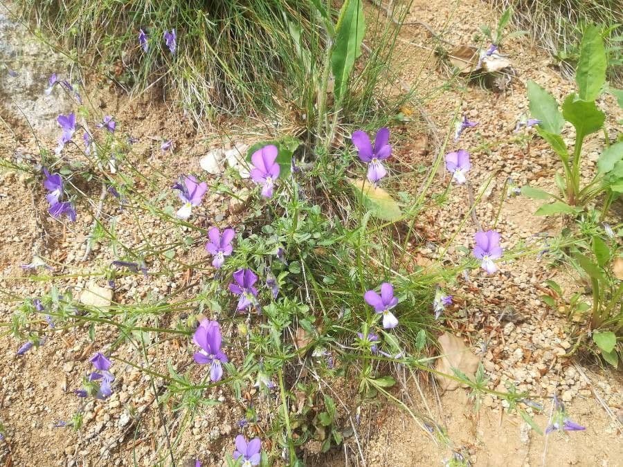 Viola bubanii 6