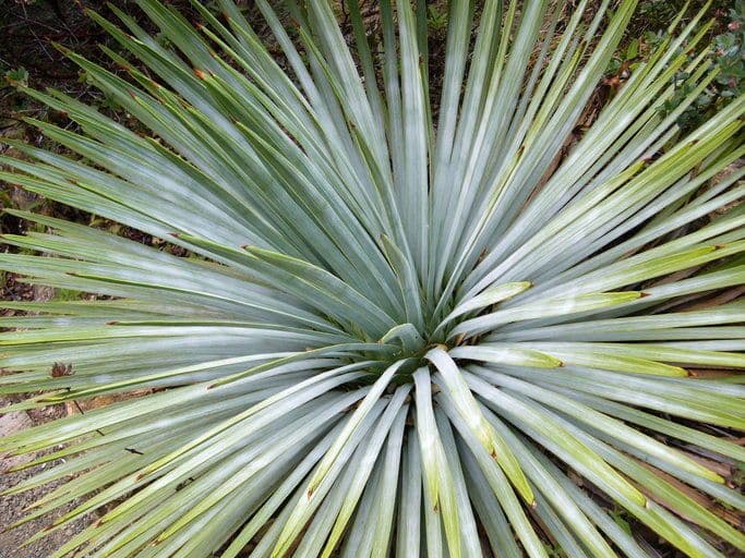 Hesperoyucca