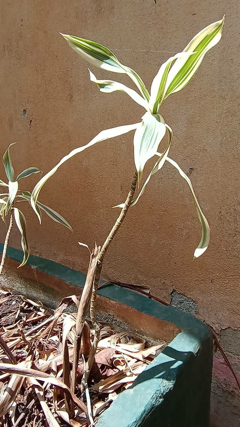 Dracena 11