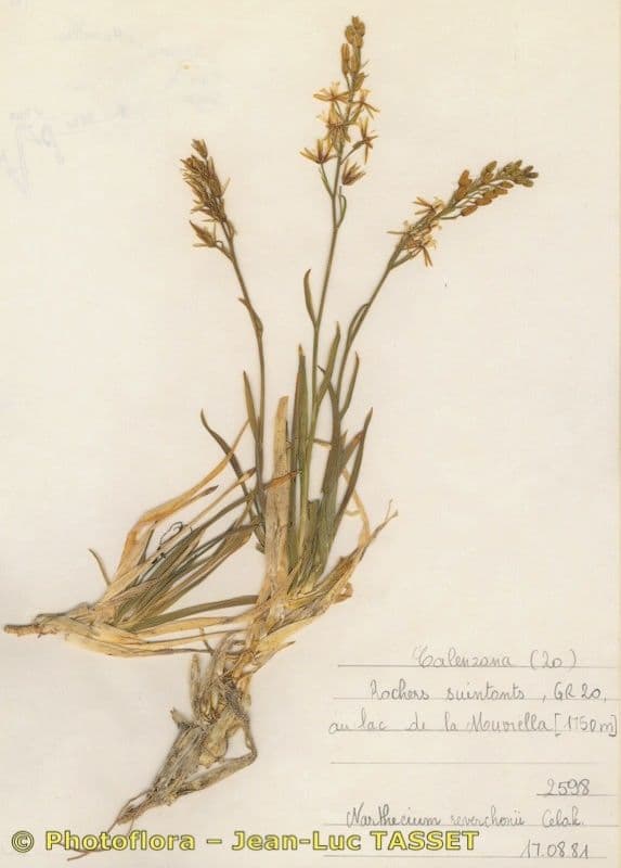 Narthecium 7