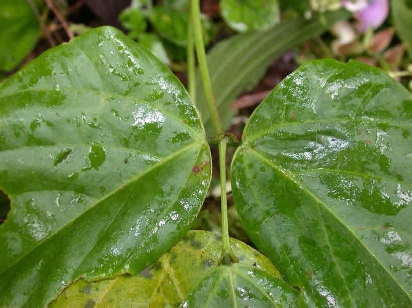 Cochliasanthus 15