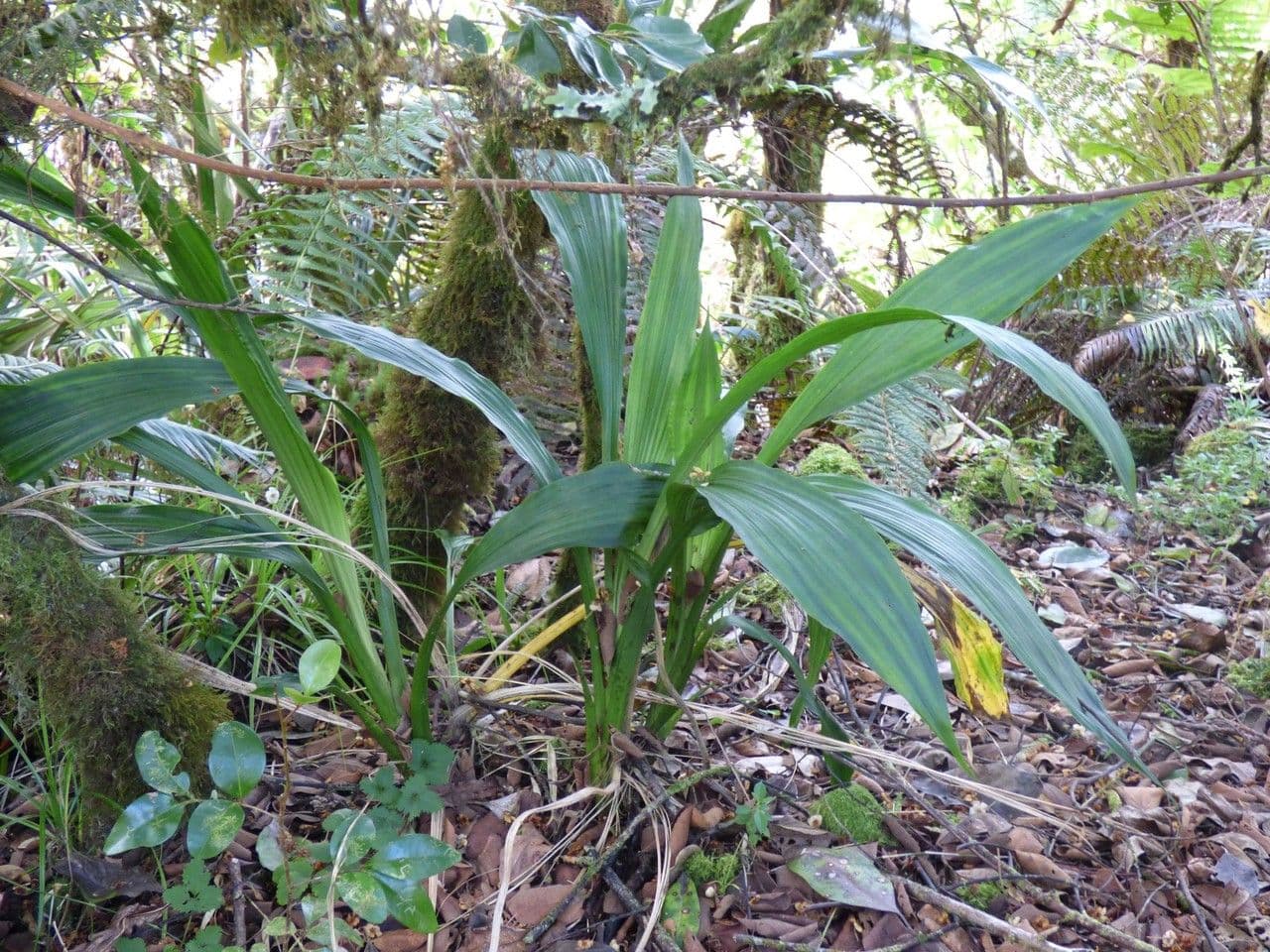 Calanthe silvatica 14