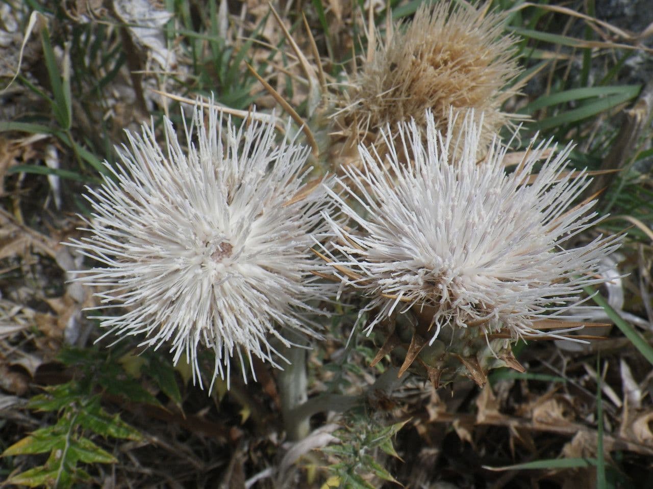 Carciofo 3