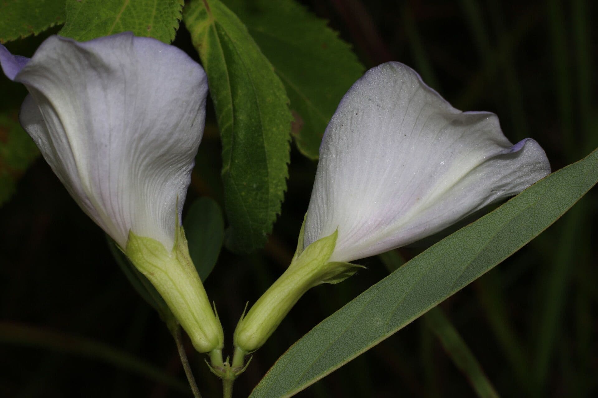 Clitoria guyanensis 8