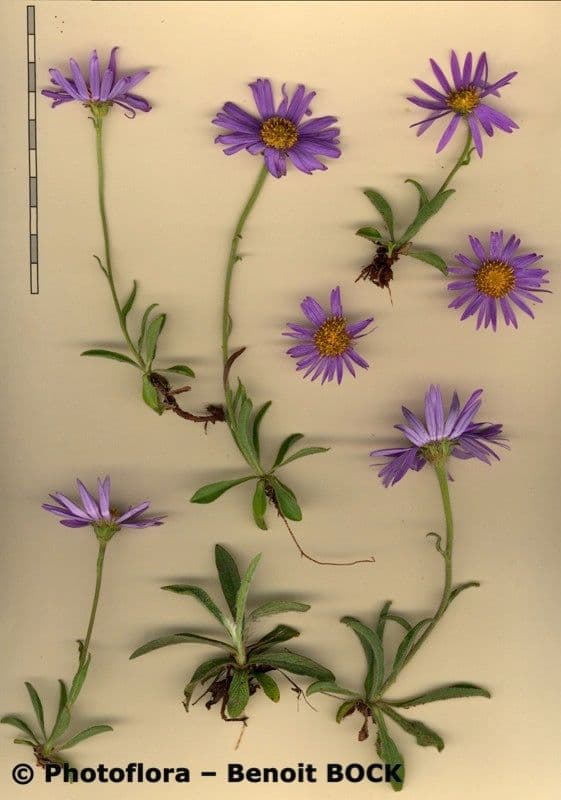 Alpen-Aster 26