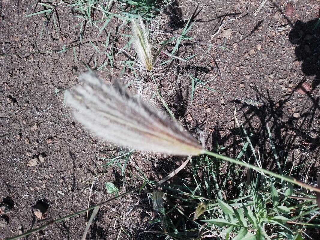 Chloris 8