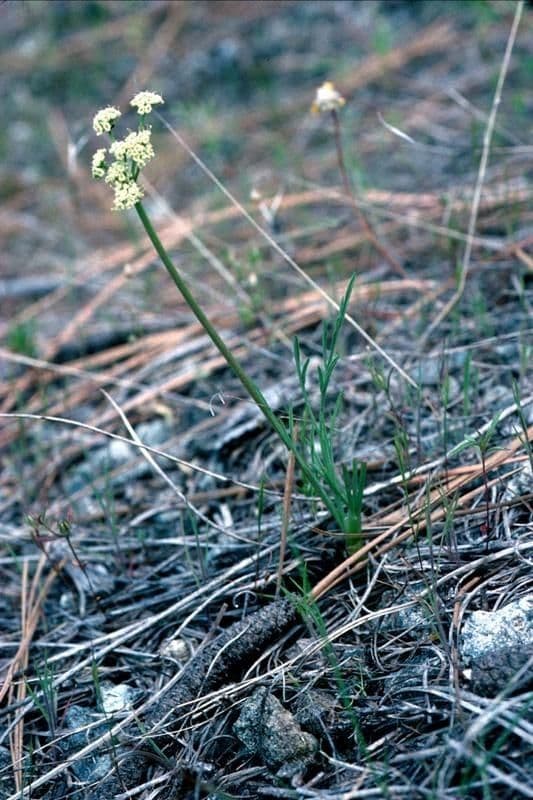 Lomatium di Engelmann 4