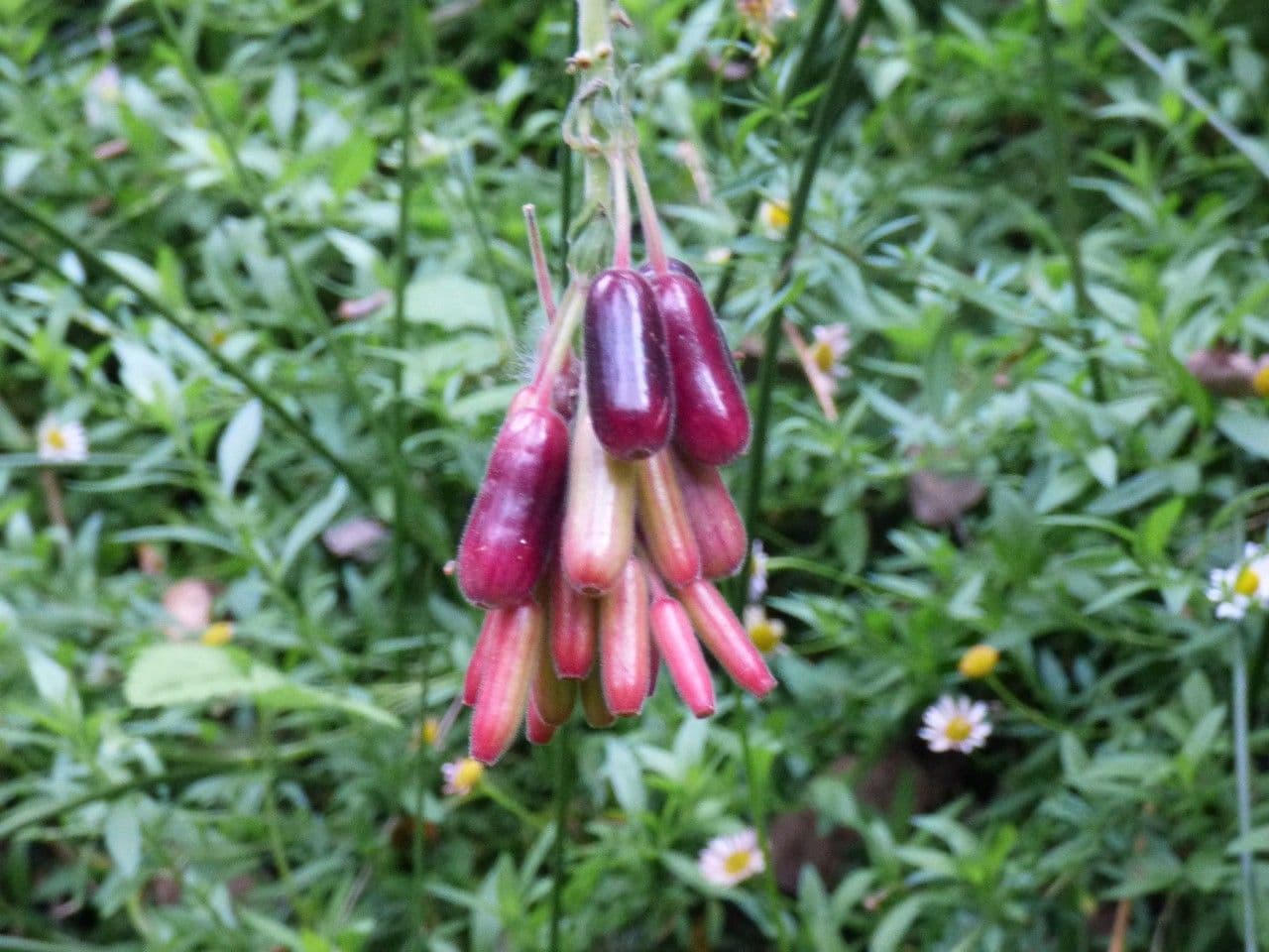 Fuchsien