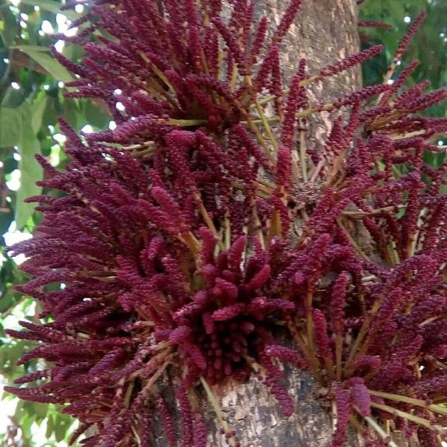 Baccaurea di Courtallum