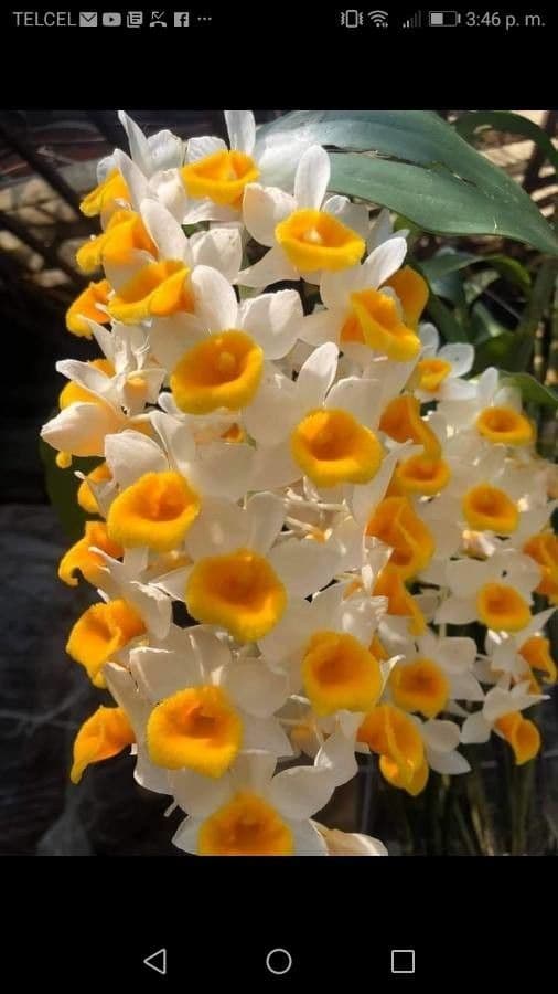 Dendrobium 4
