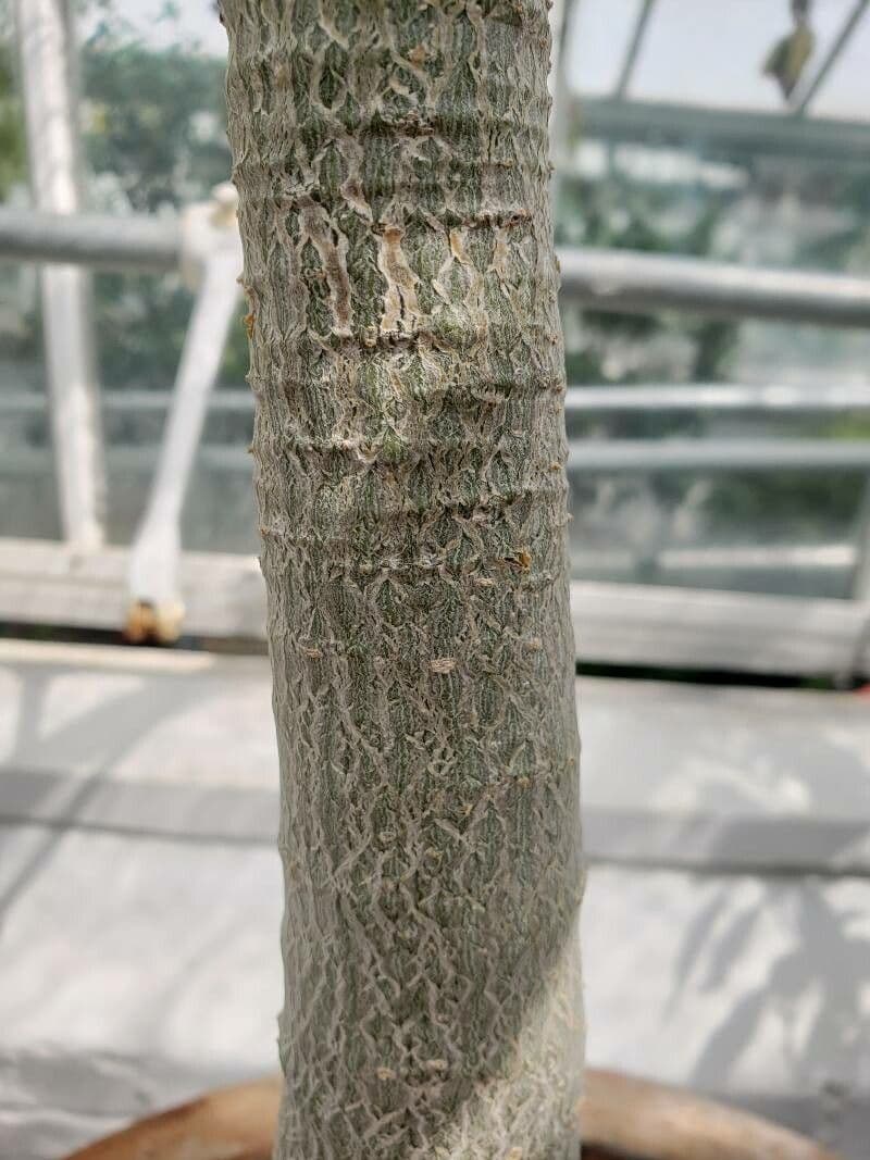 Adenium 10