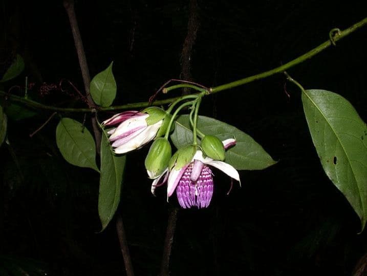 Passiflora ambigua 24