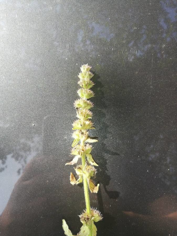 Valantia hispida 10