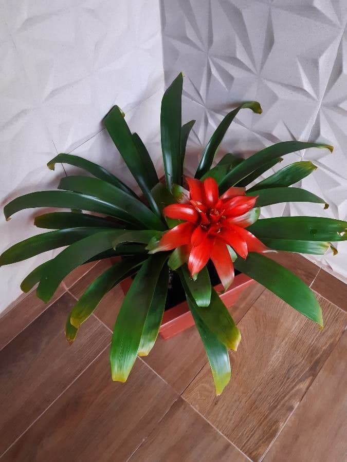 Guzmania lingulata 3