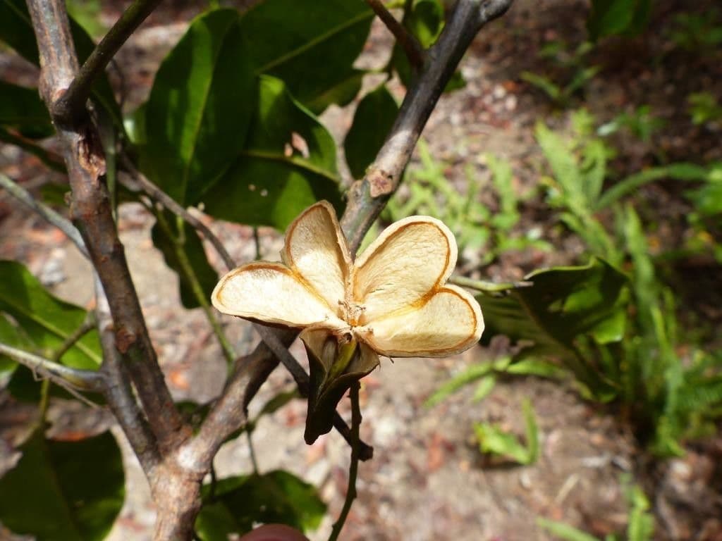 Guioa