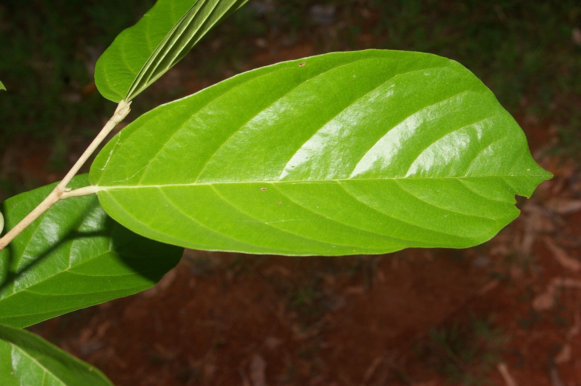 Quararibea 10
