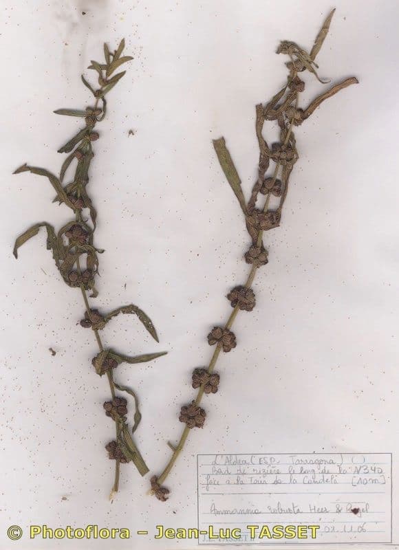 Ammania robusta 5