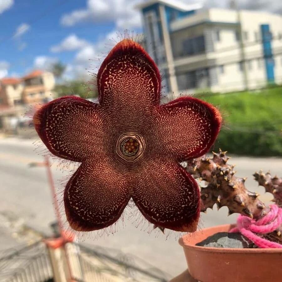 Edithcolea 4