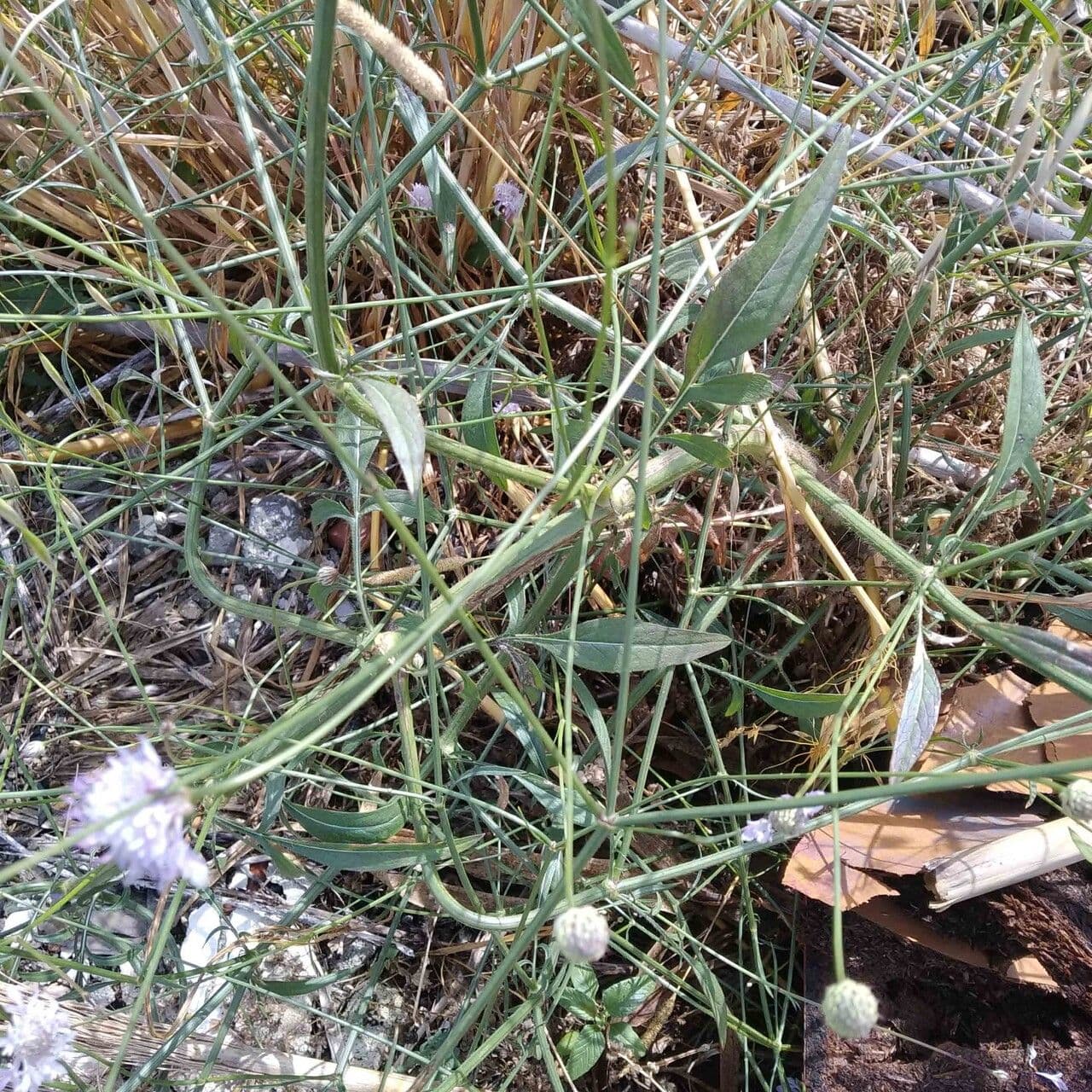 Cephalaria transilvana 14