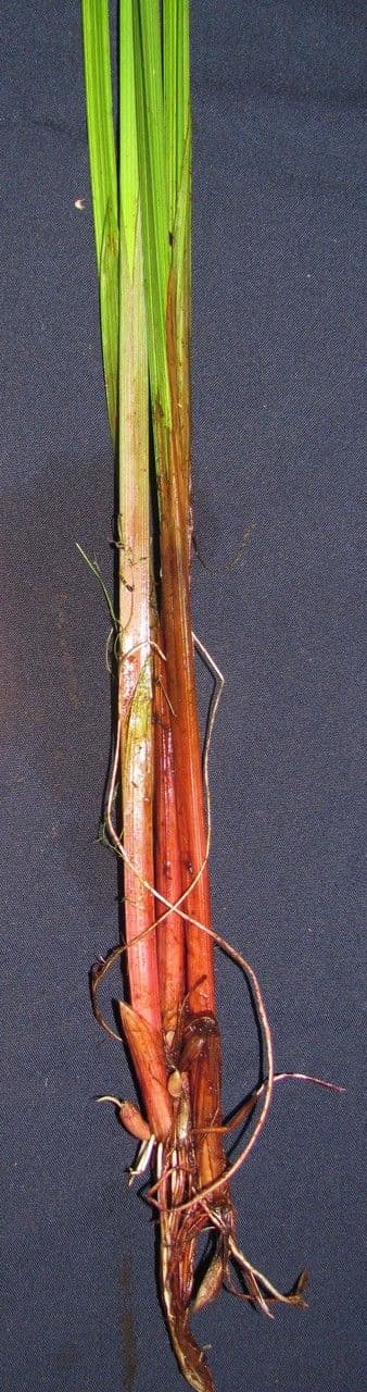 Zigolo di haspan