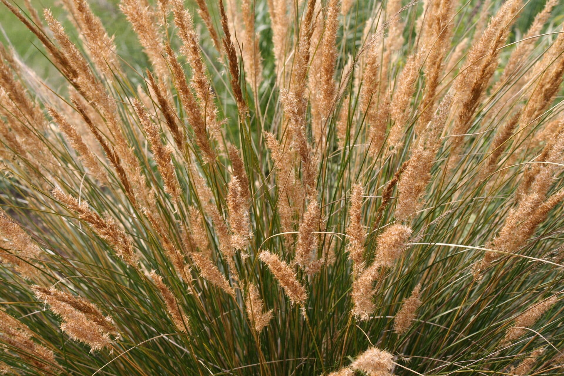 Merxmuellera 3
