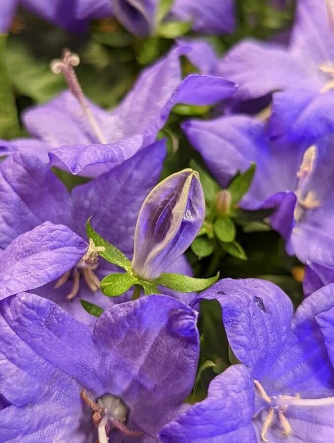 Campanula dei Carpazi 20