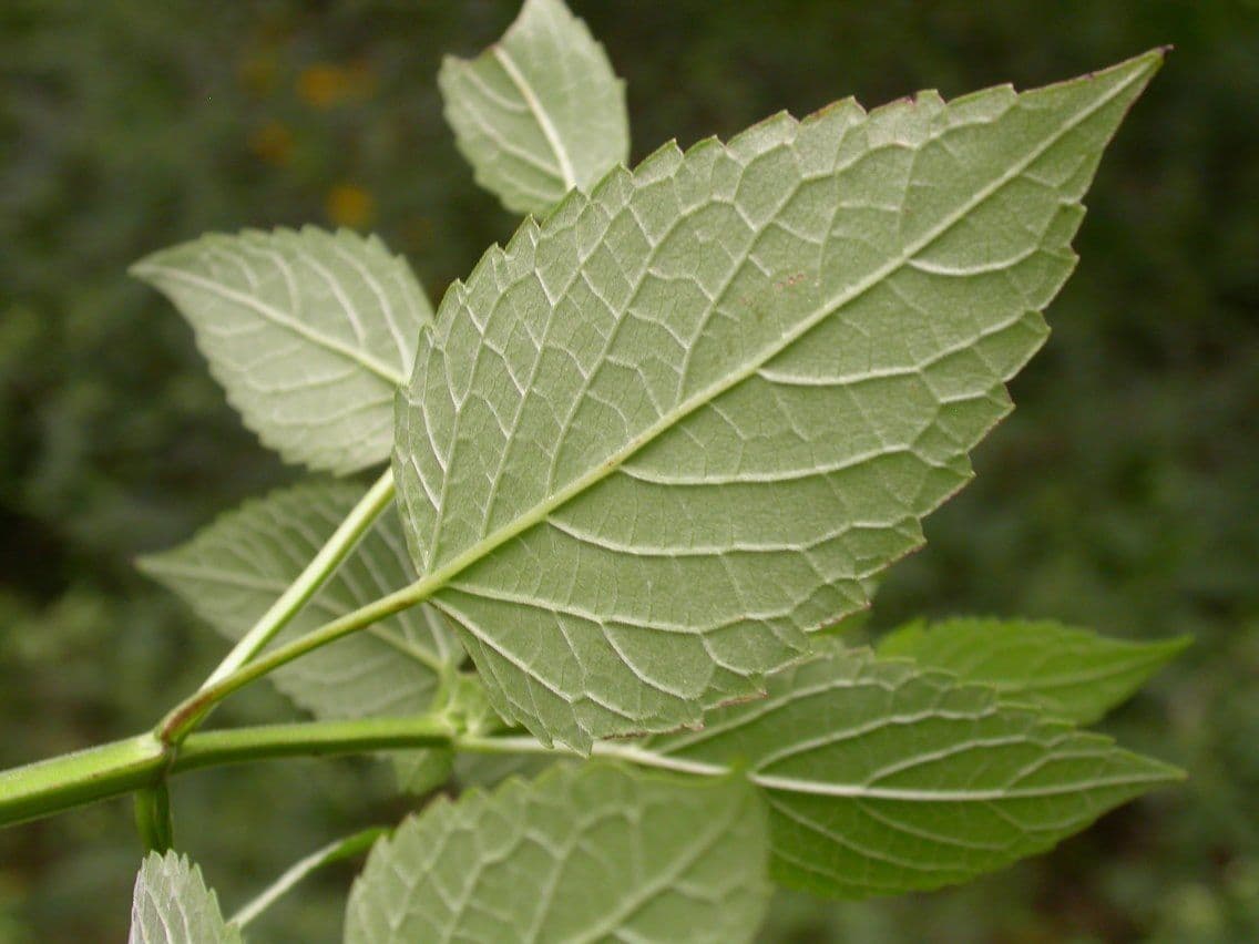 Agastache nepentoide 15