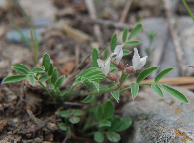 Astrágalo lotiforme
