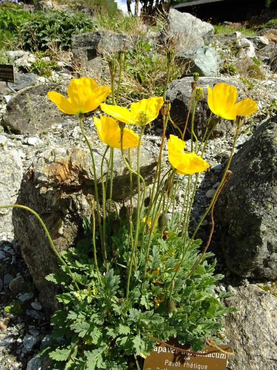 Alpen-Mohn 13