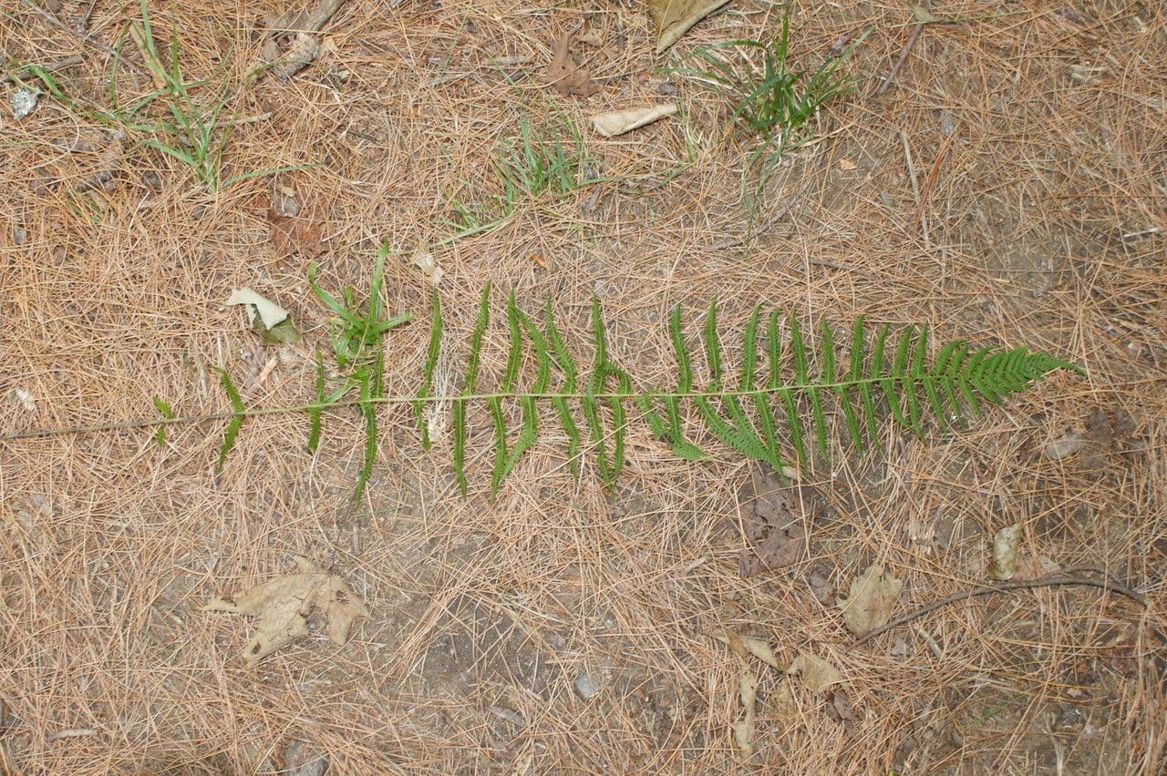 New-York-Sumpffarn 5