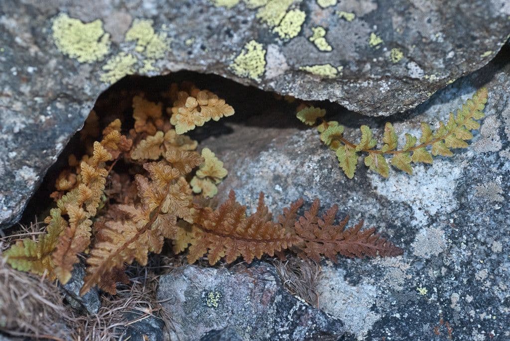 Pazoubek alpský 5