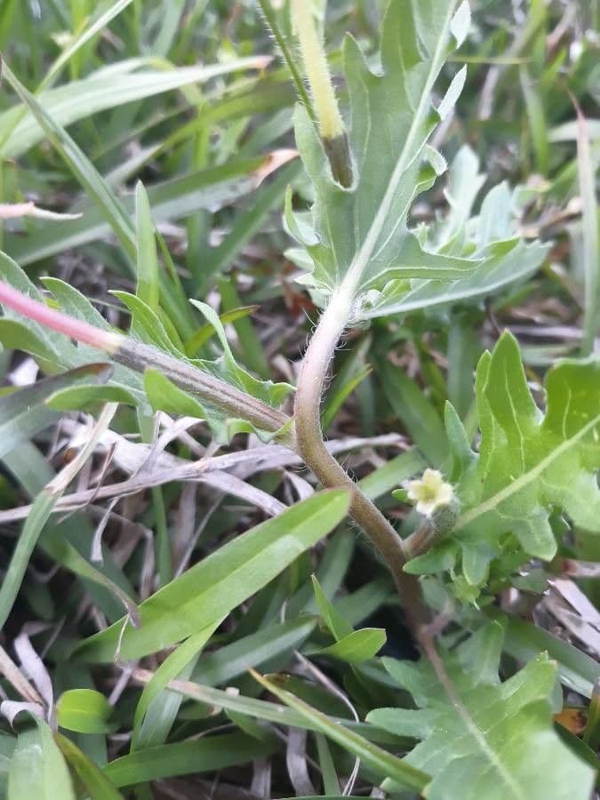 Onagra laciniata 22