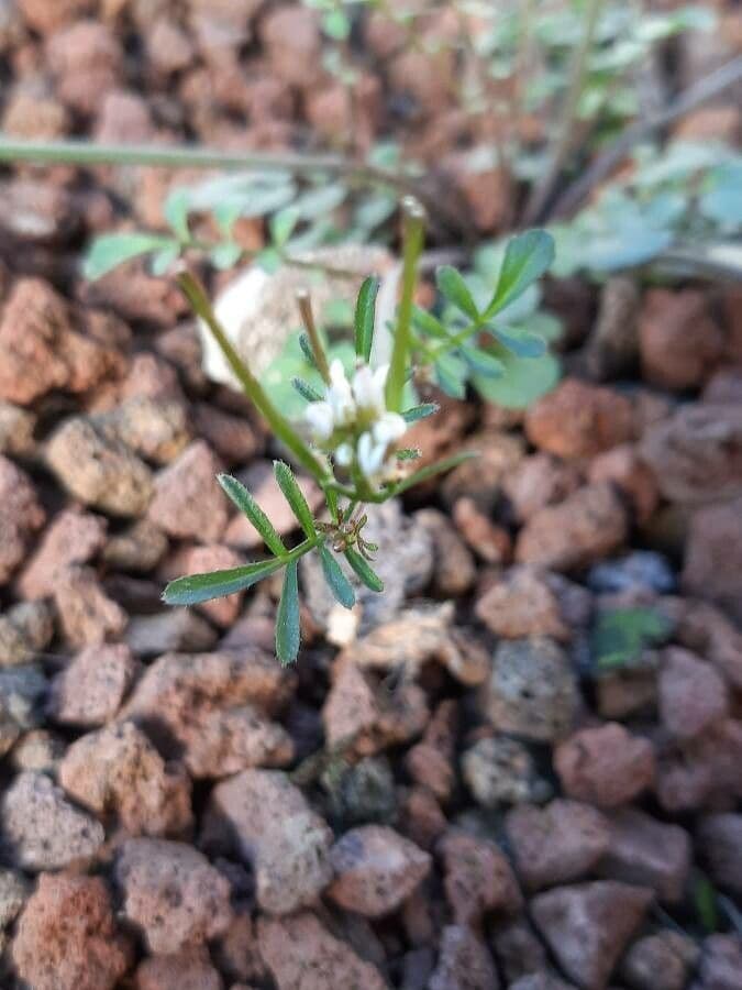 Billeri impatiens 29