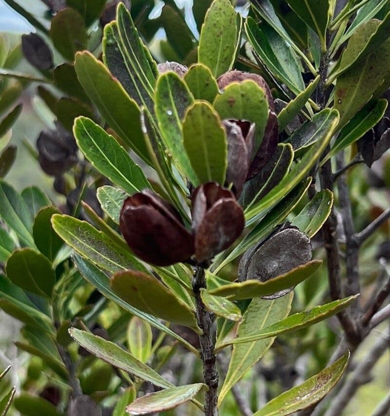 Peripterygia 4