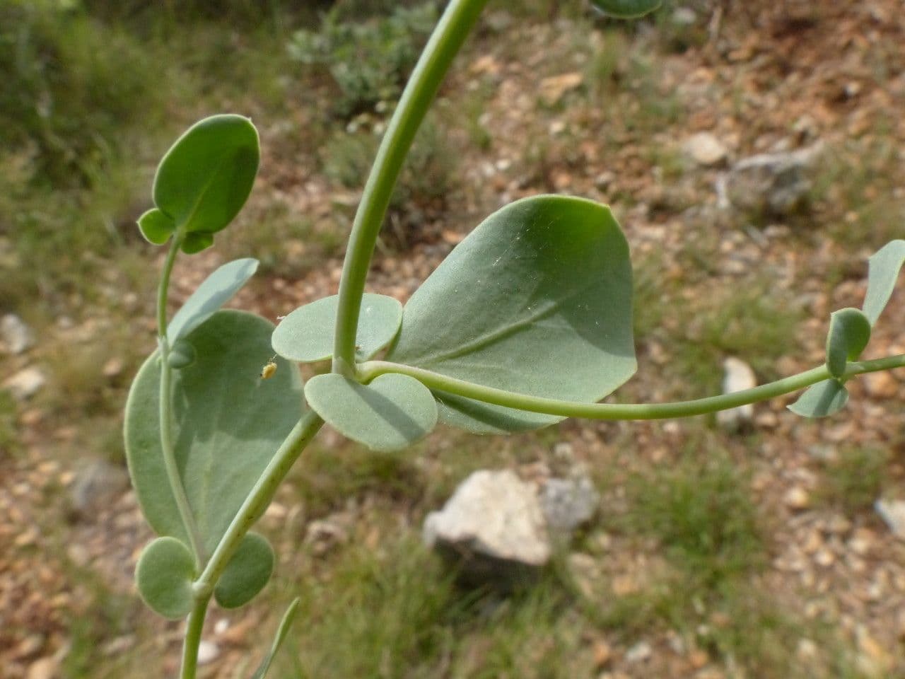 Alacranera 24
