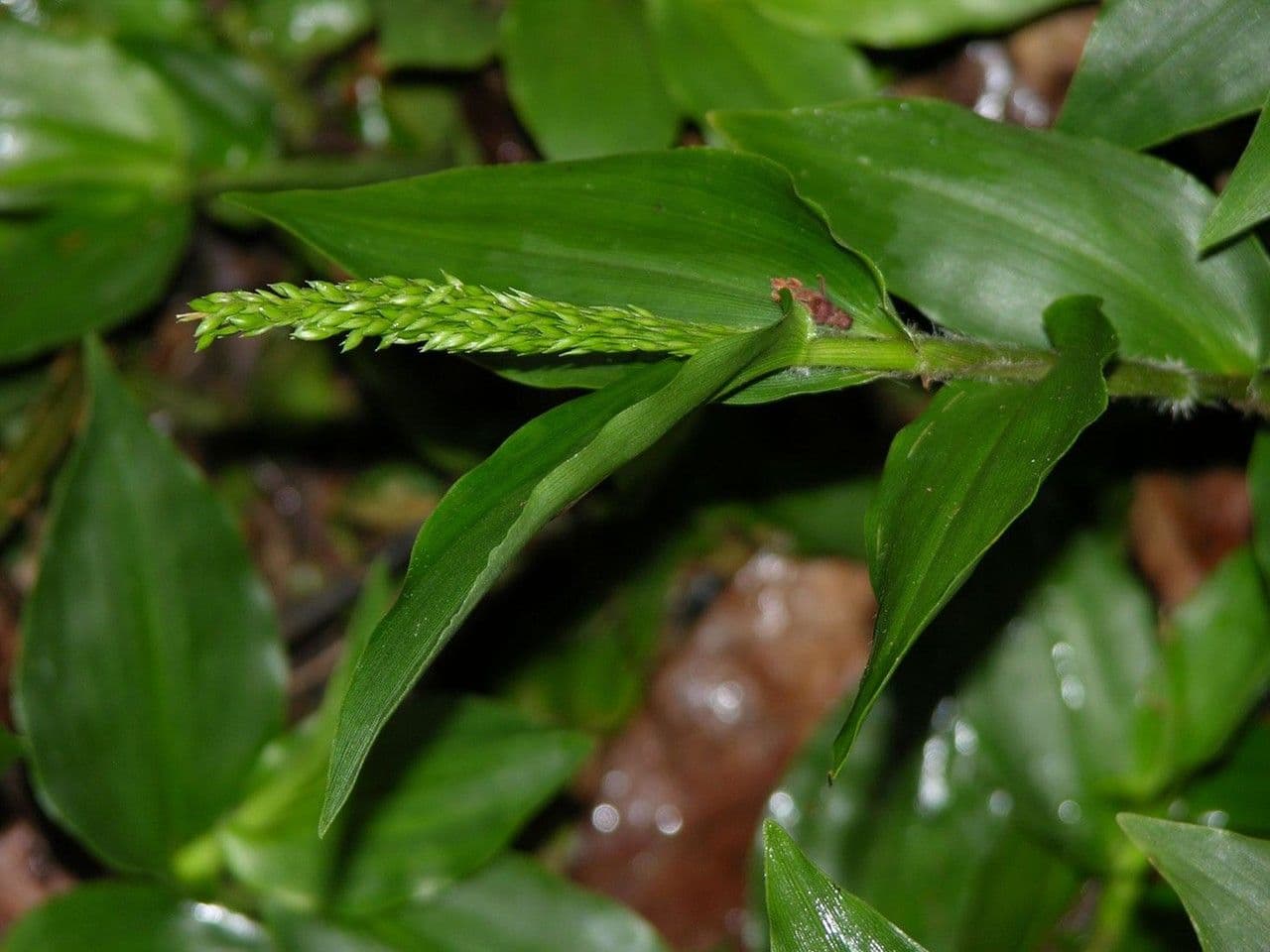 Ichnanthus pallens 5