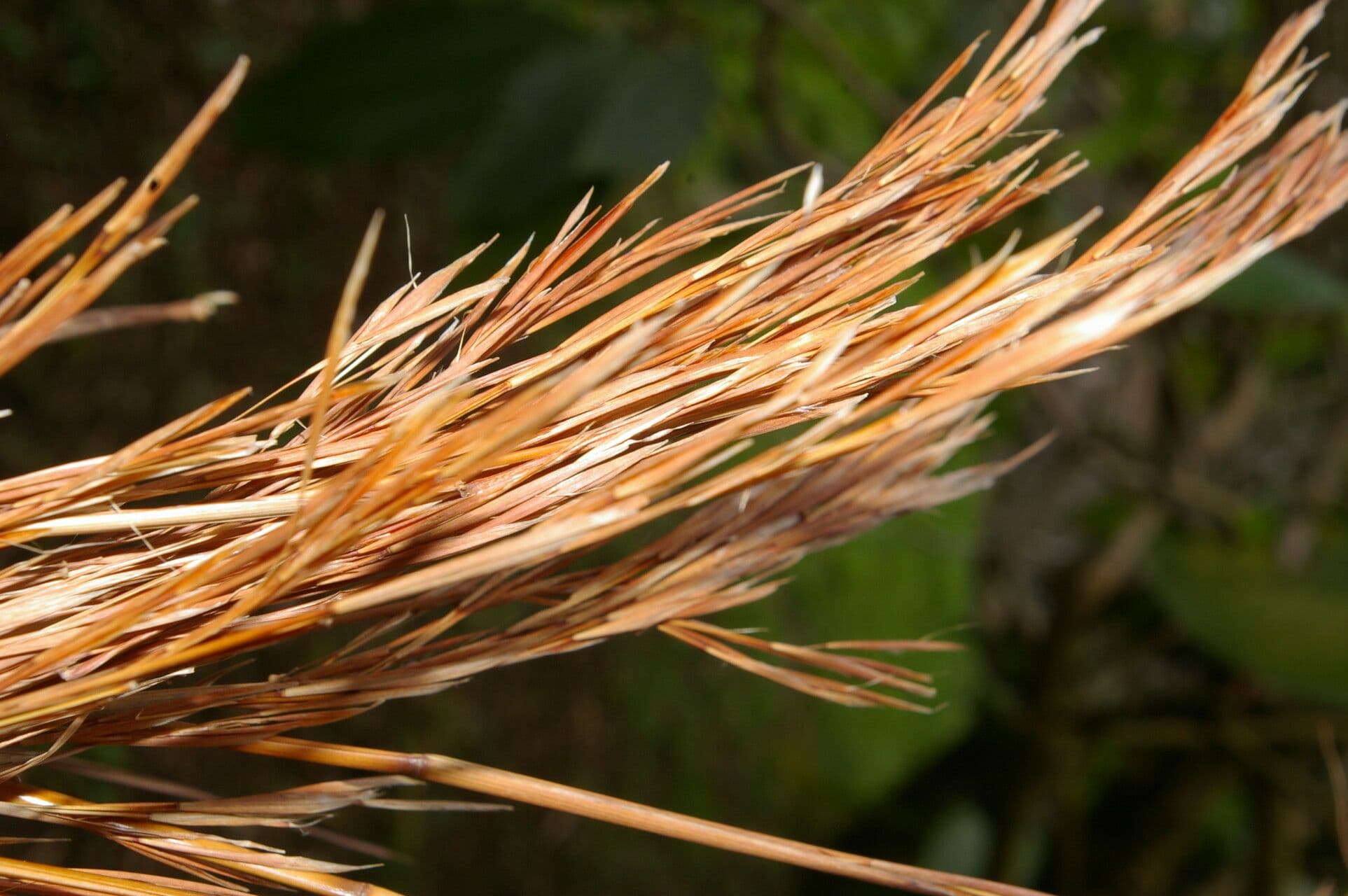 Broomsedge 2