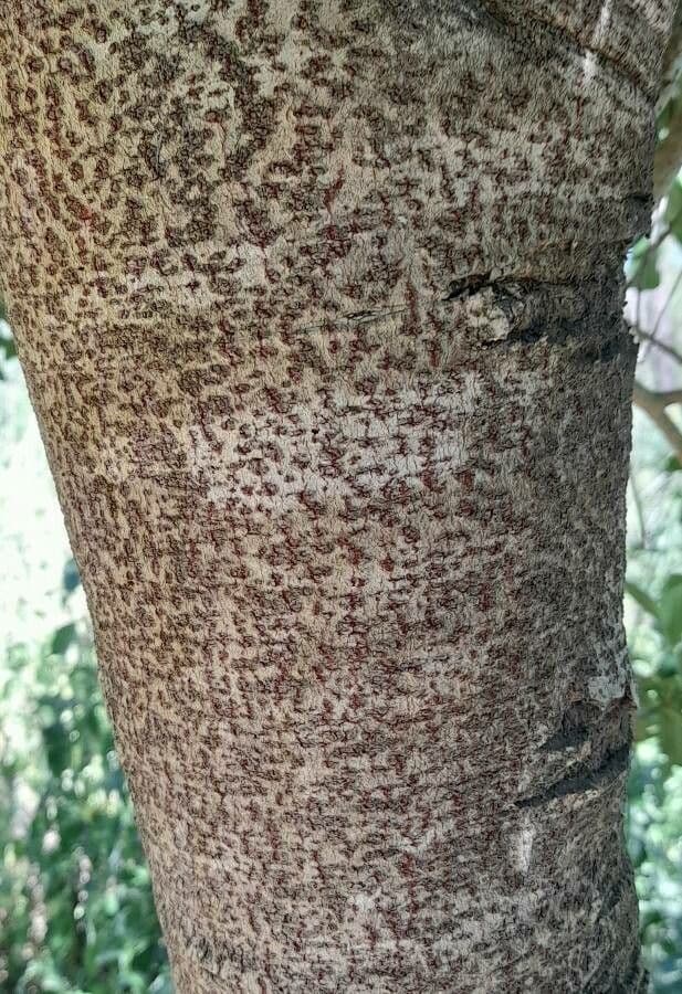 Myrsine 5