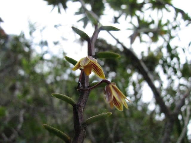 Dendrobium