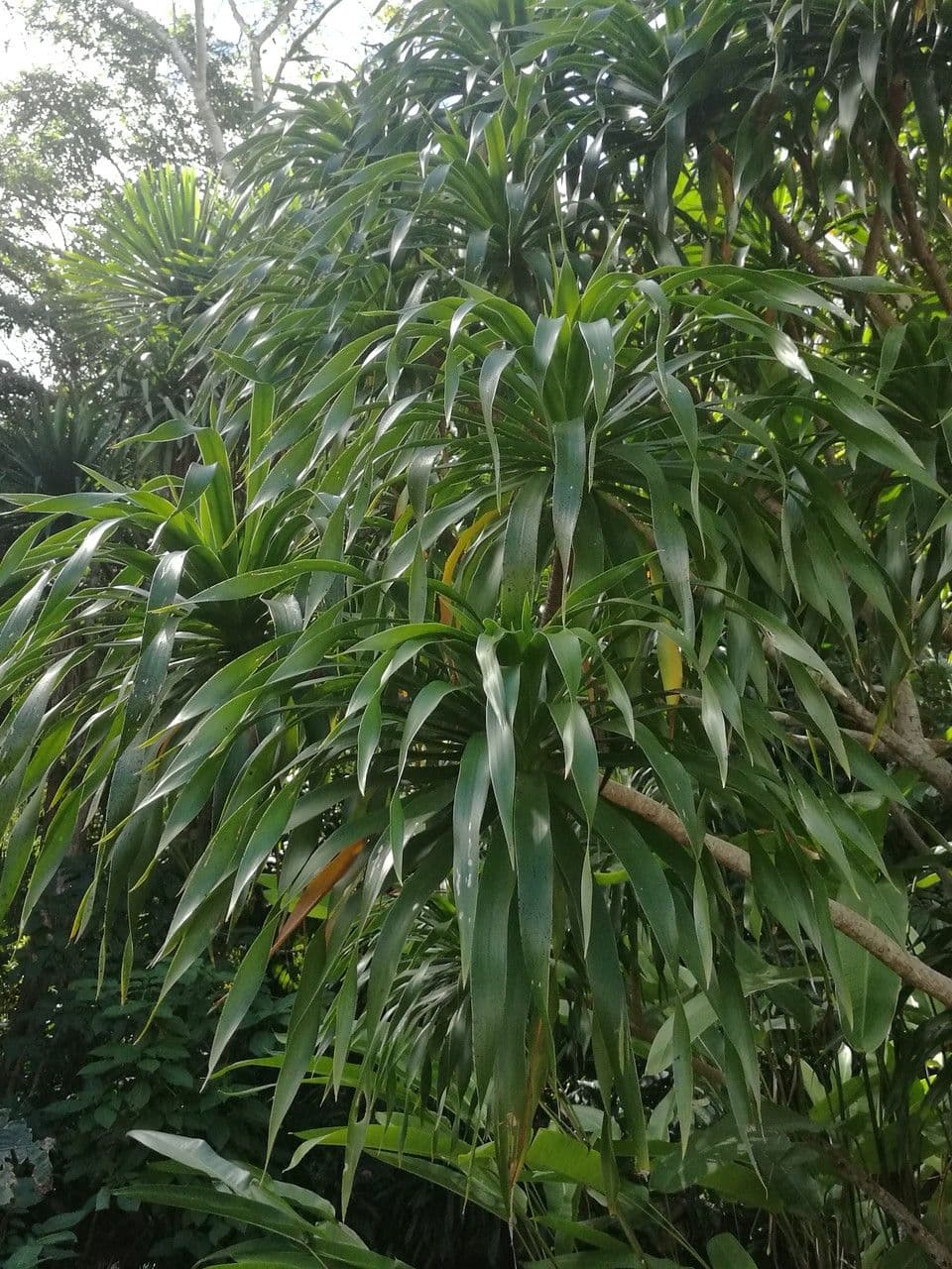 Dracena 3