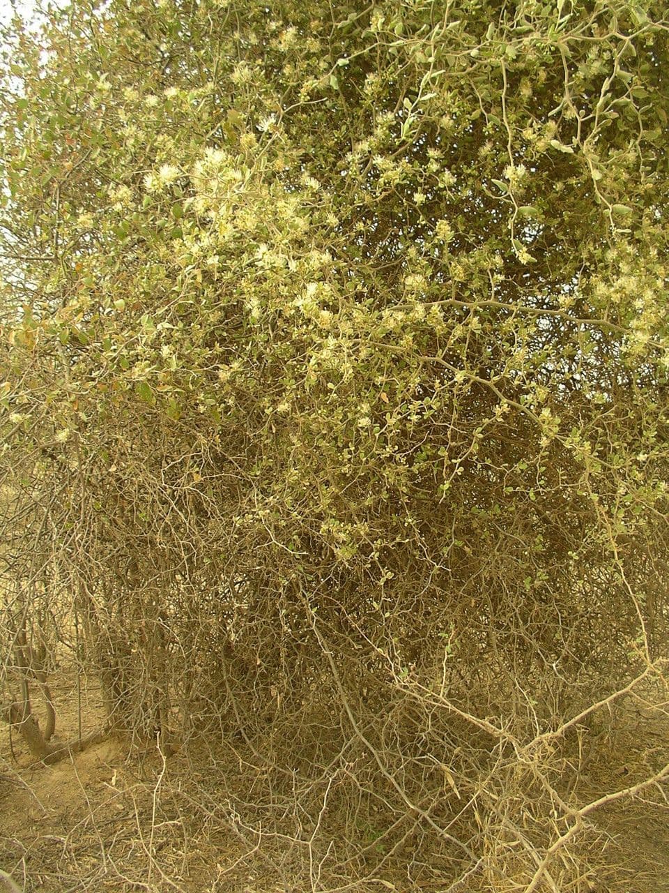 Capparis 5