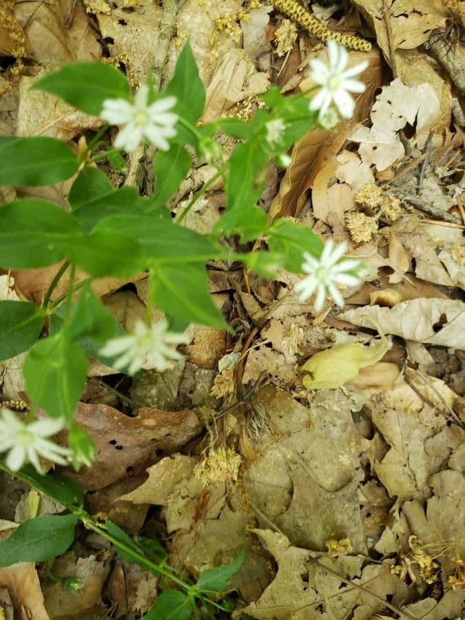 Stellaria 3