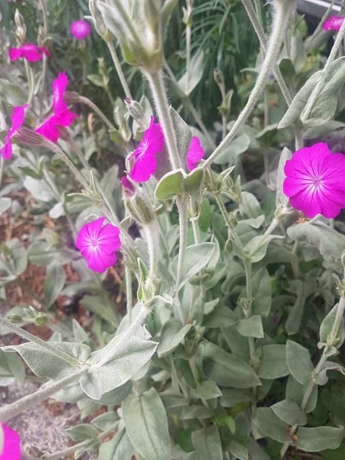 Silene 11