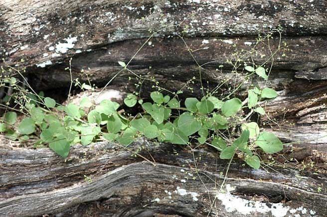Boerhavia scarlatta 14