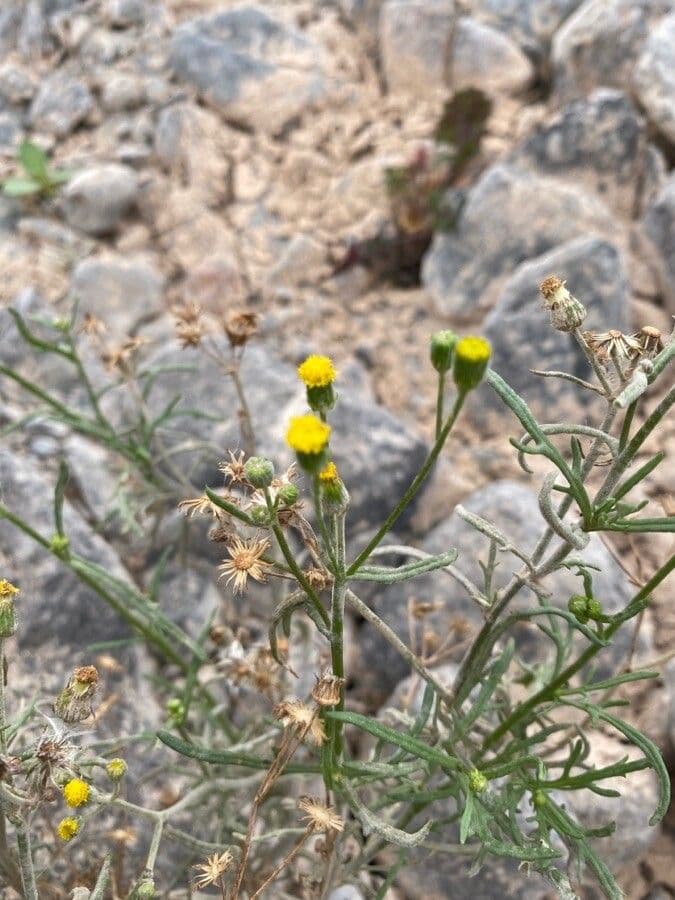 Senecio