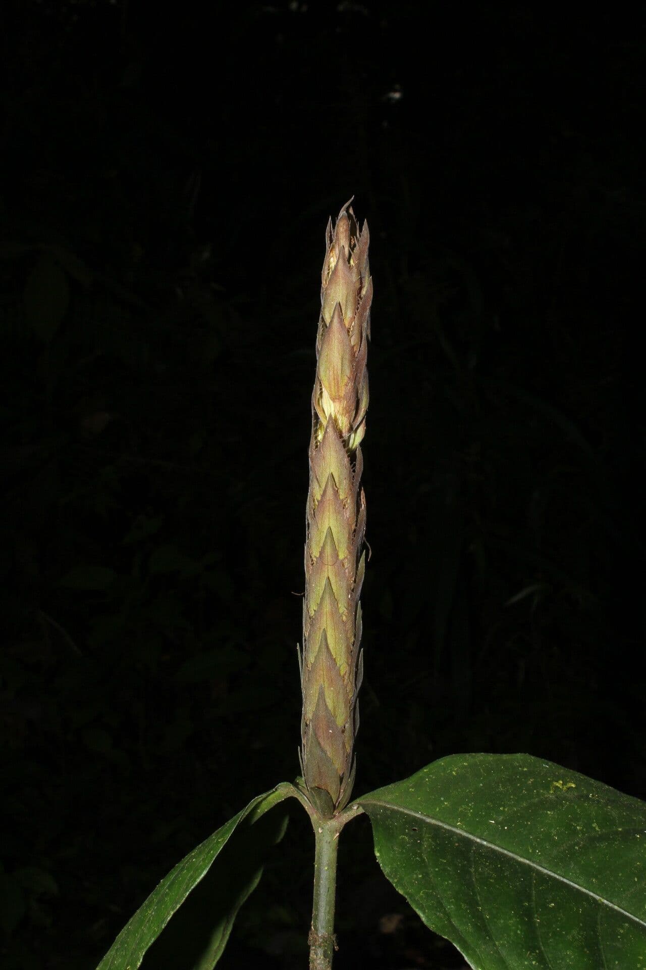 Aphelandra aurantiaca 8