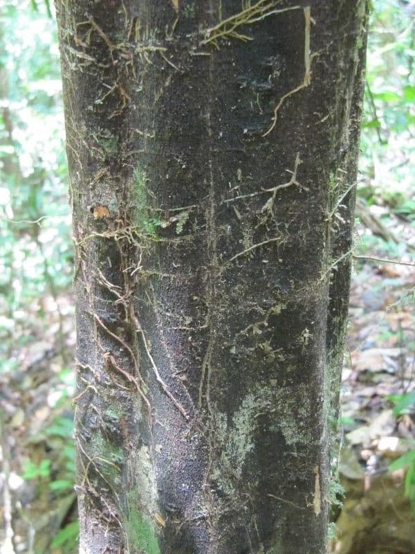 Swartzia