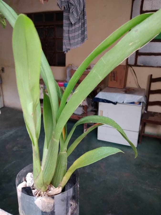Oncidium 11