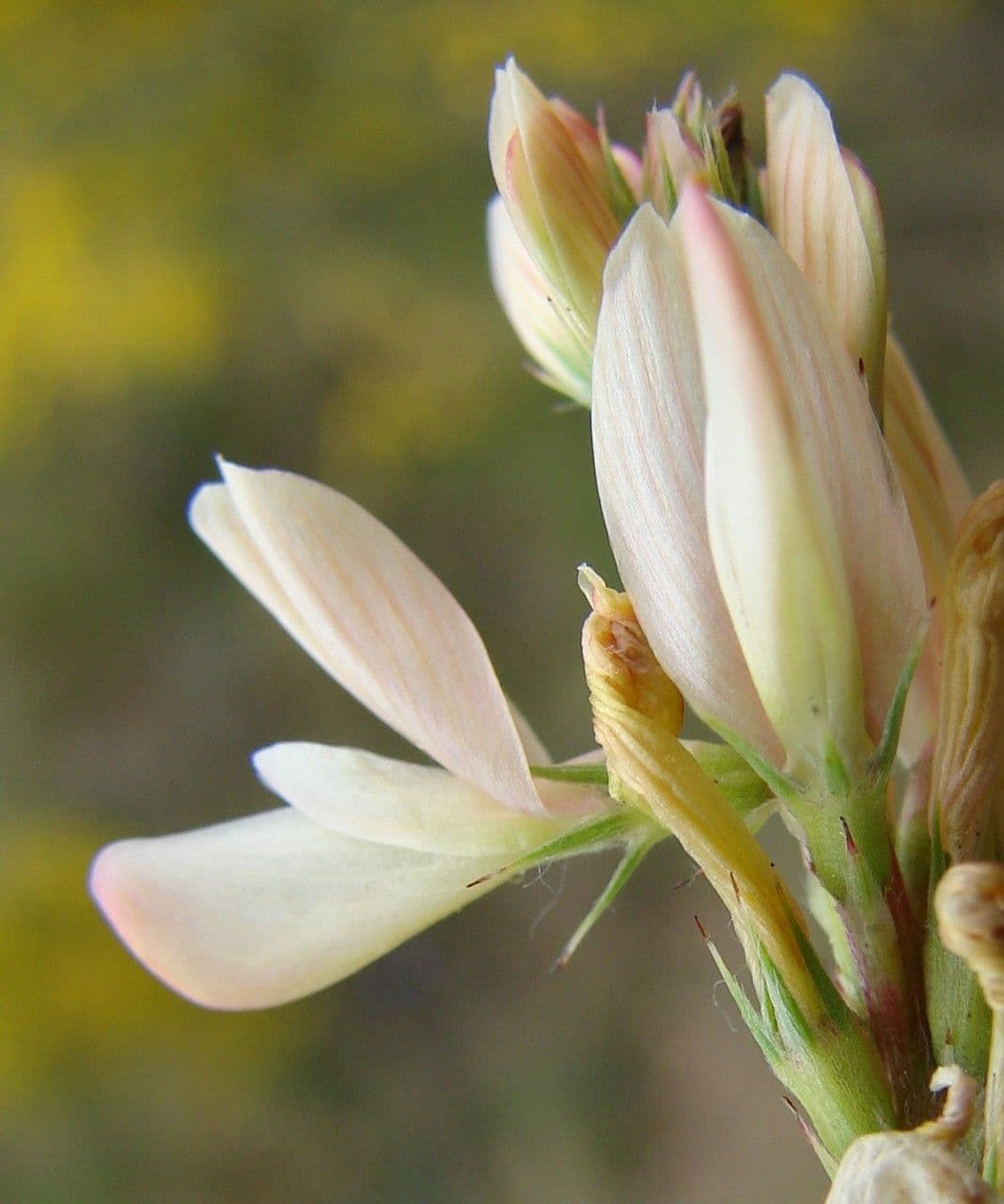 Serradella 10