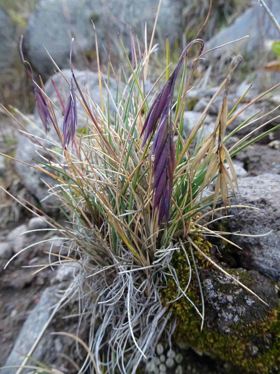 Festuca 3